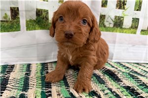 Carter - Cockapoo for sale