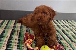 Christopher - Cockapoo for sale