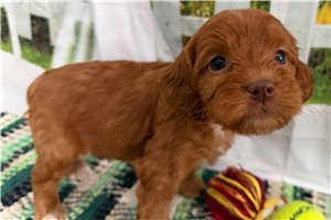 Cindy - Cockapoo for sale