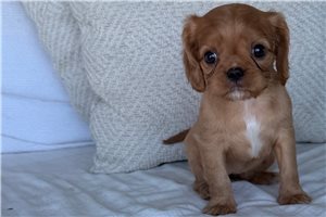 Roslyn - puppy for sale