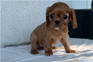 Rosemary - Cavalier King Charles Spaniel for sale