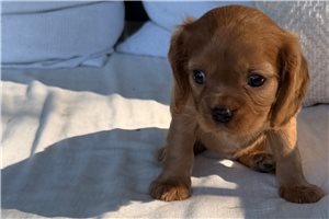 Rowan - puppy for sale