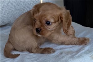 Romelo - Cavalier King Charles Spaniel for sale