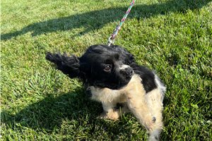 Cocker Spaniel for Sale | Puppies | Pawrade.com