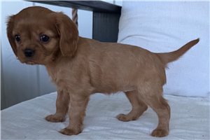 Rory - Cavalier King Charles Spaniel for sale