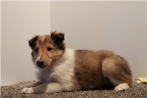 Isabelle - Collie for sale