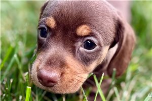 Mira - Dachshund, Tweenie for sale
