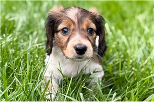 Hillary - Dachshund, Mini for sale