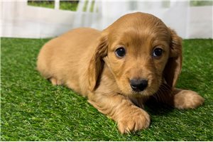 Beth - Dachshund, Tweenie for sale