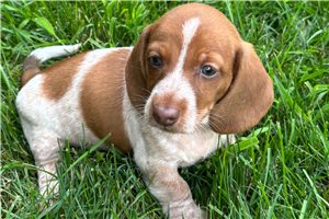 Victor - Dachshund, Tweenie for sale