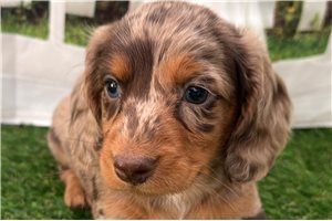 Santiago - puppy for sale