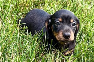 Munchie - Dachshund, Tweenie for sale