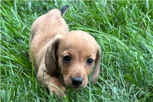 Valerie - puppy for sale