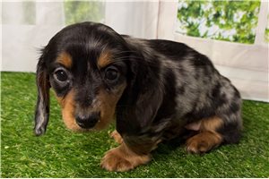 Bailey - Dachshund, Tweenie for sale