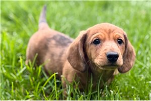 Henri - puppy for sale