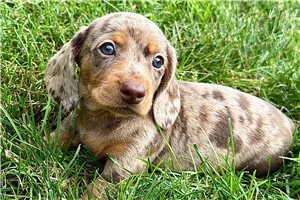 Mario - Dachshund, Tweenie for sale