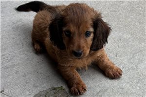 Vicky - Dachshund, Tweenie for sale