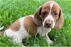 Vance - Dachshund, Tweenie for sale