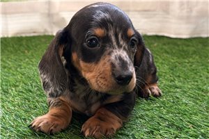 Samuel - puppy for sale