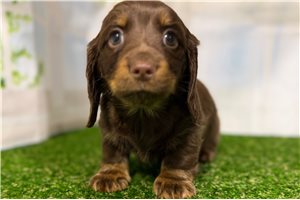 Brianna - Dachshund, Tweenie for sale