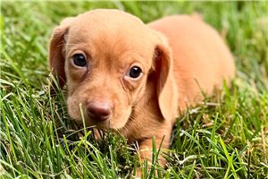 Mason - Dachshund, Tweenie for sale