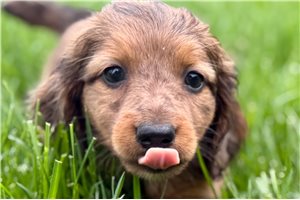 Hickory - puppy for sale