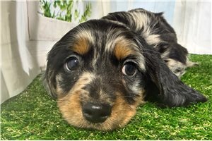 Bruce - Dachshund, Tweenie for sale