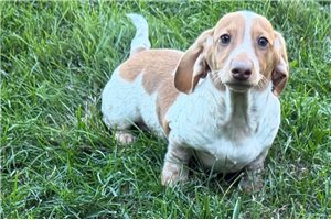 Victor - Tweenie Dachshund for sale