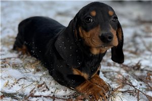 Stella - Tweenie Dachshund for sale