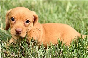 Mason - puppy for sale