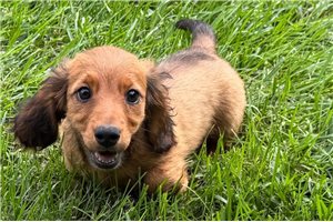 Vicky - Dachshund, Tweenie for sale