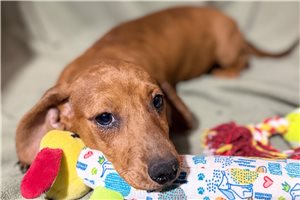 Sophia - Dachshund, Tweenie for sale