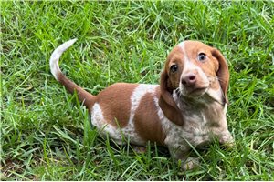 Vance - Tweenie Dachshund for sale