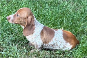 Vance - Tweenie Dachshund for sale