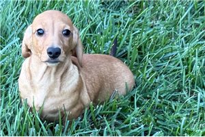 Valerie - Tweenie Dachshund for sale