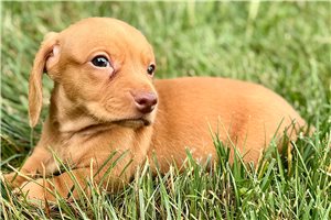 Mason - Tweenie Dachshund for sale