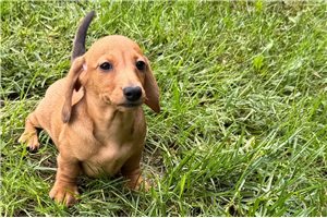 Valerie - Tweenie Dachshund for sale