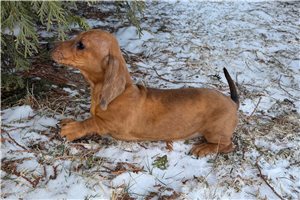 Sophia - Tweenie Dachshund for sale