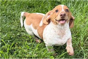 Victor - Tweenie Dachshund for sale