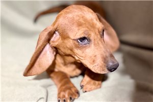 Sophia - Dachshund, Tweenie for sale