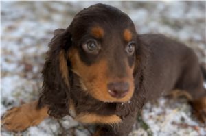 Scarlett - Tweenie Dachshund for sale