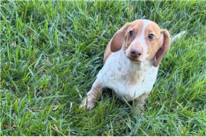 Victor - Tweenie Dachshund for sale