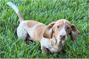 Vance - Tweenie Dachshund for sale