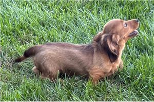 Vicky - Tweenie Dachshund for sale