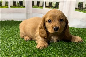 Bart - Dachshund, Tweenie for sale