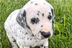 Andy - Dalmatian for sale