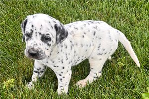 Ansel - Dalmatian for sale