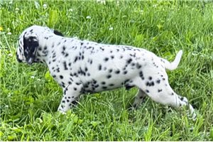 Ansel - Dalmatian for sale