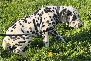 Andre, a Dalmatian puppy