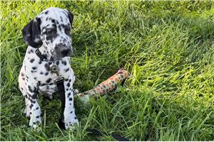 Ansel - Dalmatian for sale
